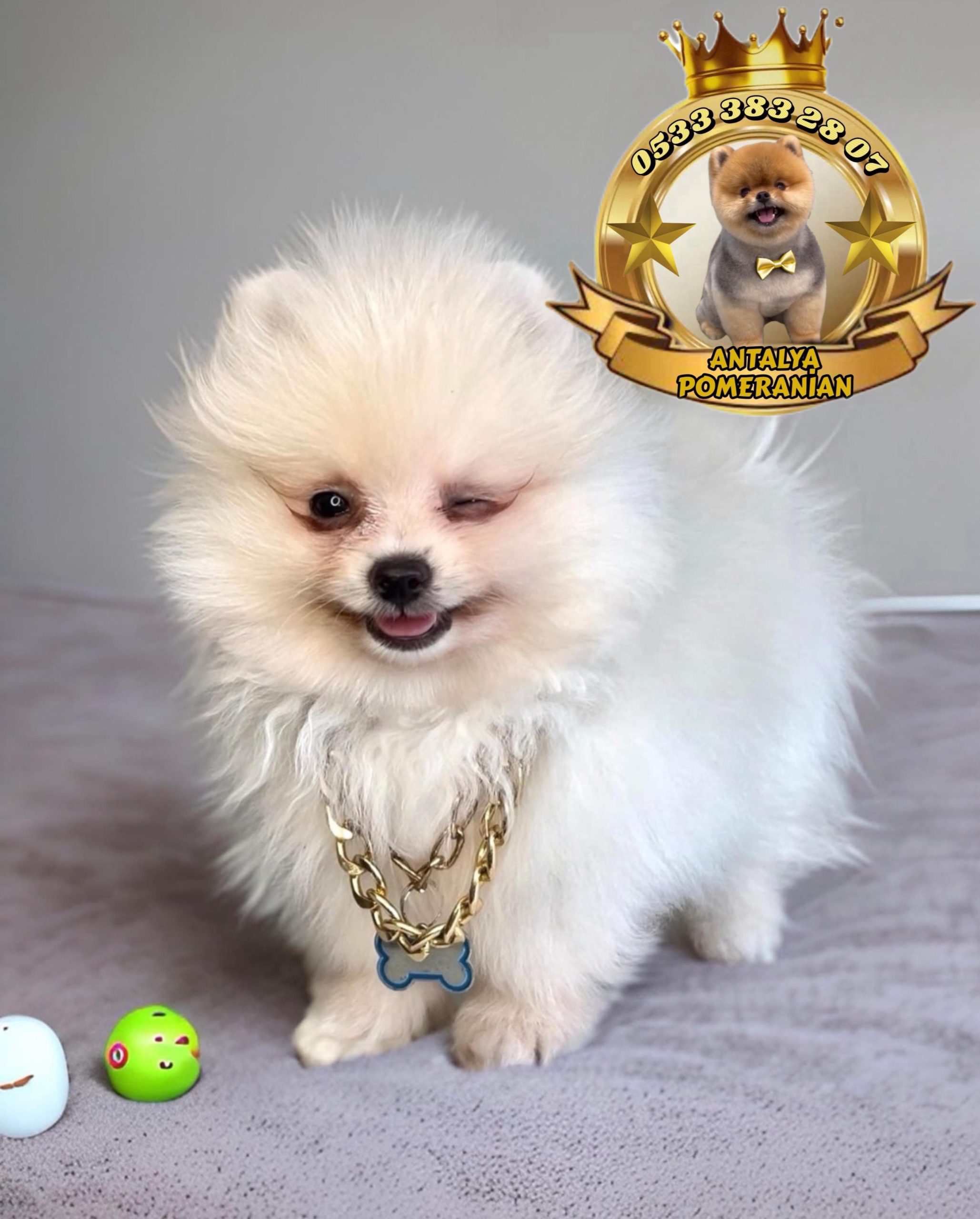 9 – TEDDY BEAR (AYI SURAT) POMERANİAN BOO 2 AYLIK ERKEK YAVRUMUZ
