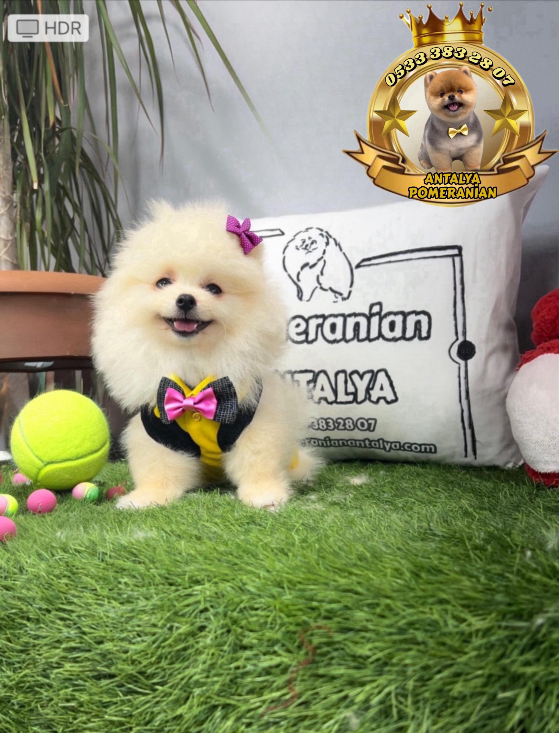 10 – TEDDY BEAR (AYI SURAT) POMERANİAN BOO 2 AYLIK DİŞİ YAVRUMUZ