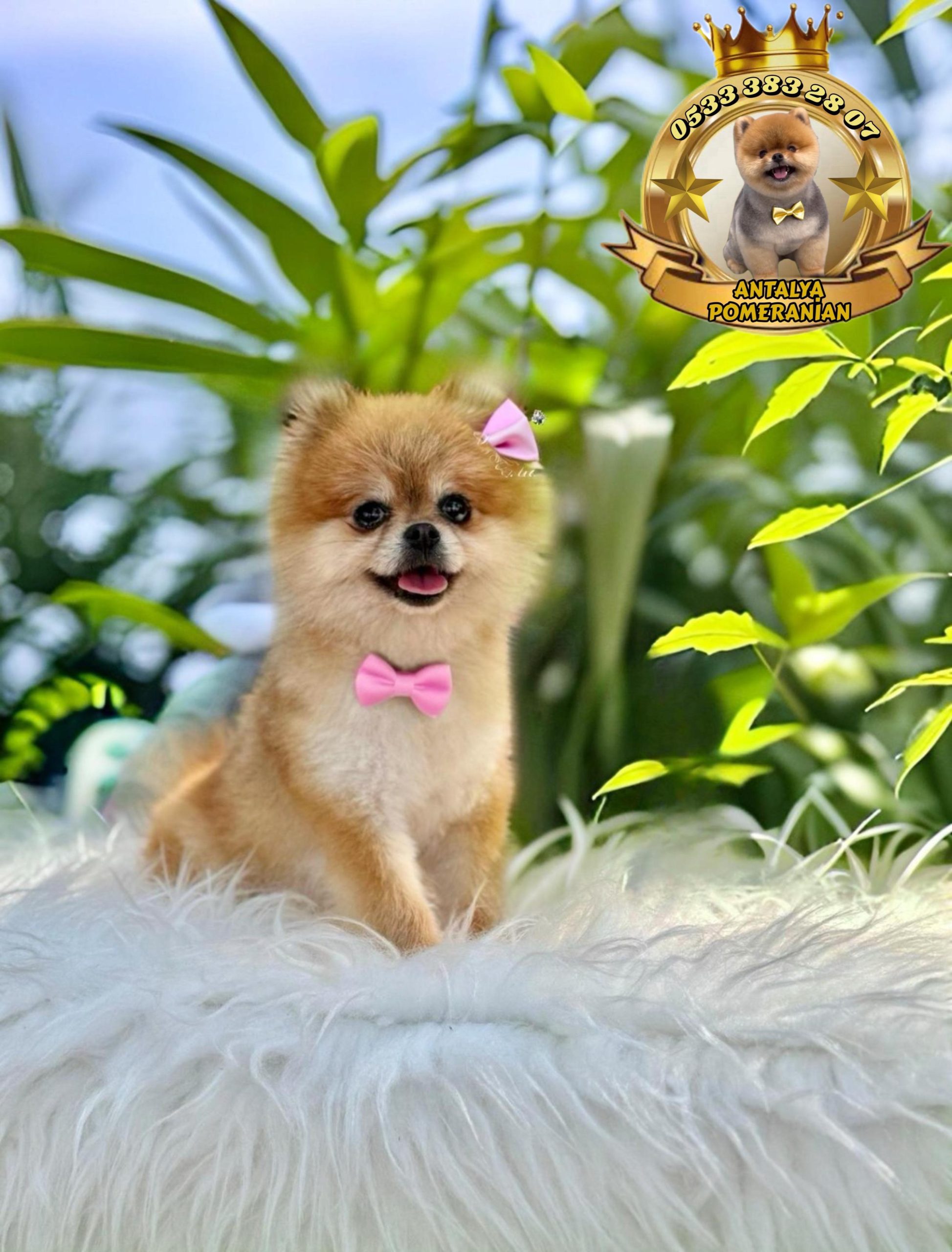 2 YAŞINDA DİŞİ TEDDY BEAR (AYI SURAT) POMERANİAN BOO
